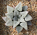 Нажмите на изображение для увеличения.

Название:	Haworthia_emelyae_major_Jap.jpg
Просмотров:	195
Размер:	188.8 Кб
ID:	309038