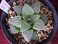 Нажмите на изображение для увеличения.

Название:	Pygmaea Syumeihiroshine-buy.JPG
Просмотров:	216
Размер:	28.2 Кб
ID:	309243