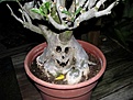 Нажмите на изображение для увеличения.

Название:	Halloweenaden.jpg
Просмотров:	189
Размер:	78.0 Кб
ID:	309280