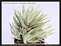 Нажмите на изображение для увеличения.

Название:	Haworthia-attenuata-f-variegata-cv-White-Bird-09.2009.jpg
Просмотров:	201
Размер:	98.5 Кб
ID:	309288