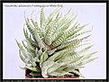 Нажмите на изображение для увеличения.

Название:	Haworthia-attenuata-f-variegata-cv-White-Bird-09.2009.jpg
Просмотров:	181
Размер:	98.5 Кб
ID:	309288