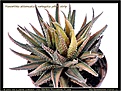 Нажмите на изображение для увеличения.

Название:	Haworthia-attenuata-f-variegata-yellow-strip-09.2009.jpg
Просмотров:	198
Размер:	126.8 Кб
ID:	309289