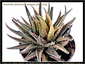 Нажмите на изображение для увеличения.

Название:	Haworthia-attenuata-f-variegata-yellow-strip-09.2009.jpg
Просмотров:	179
Размер:	126.8 Кб
ID:	309289