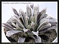 Нажмите на изображение для увеличения.

Название:	Haworthia-cooperi-pilifera-f-variegata-white-09.2009.jpg
Просмотров:	186
Размер:	120.1 Кб
ID:	309290