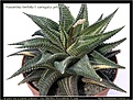 Нажмите на изображение для увеличения.

Название:	Haworthia-limifolia-variegata-yellow-strip-09.2009.jpg
Просмотров:	172
Размер:	129.2 Кб
ID:	309291