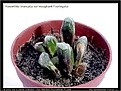 Нажмите на изображение для увеличения.

Название:	Haworthia-truncata-var-maughanii-f-variegata-09.2009.jpg
Просмотров:	197
Размер:	124.1 Кб
ID:	309292
