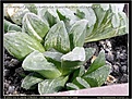 Нажмите на изображение для увеличения.

Название:	Haworthia-X-pygmaea-variegata+Haworthia-truncata-variegata-09.2009.jpg
Просмотров:	181
Размер:	158.7 Кб
ID:	309293