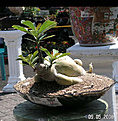 Нажмите на изображение для увеличения.

Название:	adenium_turtle.jpg
Просмотров:	170
Размер:	92.9 Кб
ID:	309306