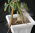 Нажмите на изображение для увеличения.

Название:	Adenium_seeds.jpg
Просмотров:	184
Размер:	116.7 Кб
ID:	309309