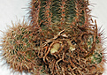 Нажмите на изображение для увеличения.

Название:	Echinocereuspolyacanthusv.huitcholensis.jpg
Просмотров:	331
Размер:	147.8 Кб
ID:	309354