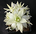 Нажмите на изображение для увеличения.

Название:	Haworthia_cymbiformis_yellow.jpg
Просмотров:	193
Размер:	93.2 Кб
ID:	309356