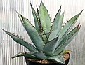 Нажмите на изображение для увеличения.

Название:	Agave_titanota_RanchoTambor_lage_IMG_9850.jpg
Просмотров:	291
Размер:	97.5 Кб
ID:	309359