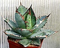 Нажмите на изображение для увеличения.

Название:	Agave_titanota_RanchoTambor_compact_IMG_9811.jpg
Просмотров:	308
Размер:	100.4 Кб
ID:	309360