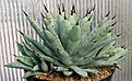 Нажмите на изображение для увеличения.

Название:	Agave_macroacantha_Teotihuacan_compact_IMG_9837.jpg
Просмотров:	352
Размер:	87.5 Кб
ID:	309362