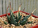 Нажмите на изображение для увеличения.

Название:	Agave_utahensis_eborispina_KingstonMt_curved_IMG_9847.jpg
Просмотров:	363
Размер:	102.5 Кб
ID:	309363