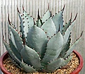 Нажмите на изображение для увеличения.

Название:	Agave_parryi_IMG_9858.jpg
Просмотров:	348
Размер:	99.1 Кб
ID:	309364