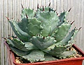 Нажмите на изображение для увеличения.

Название:	Agave_isthmensis_SalinaCruz_IMG_9865.jpg
Просмотров:	309
Размер:	93.0 Кб
ID:	309365