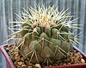 Нажмите на изображение для увеличения.

Название:	Copiapoa_calderana_lembkei_Koehres5_IMG_9872.jpg
Просмотров:	288
Размер:	96.7 Кб
ID:	309366