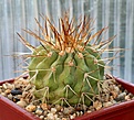 Нажмите на изображение для увеличения.

Название:	Copiapoa_cf_haseltoniana_KK1708_MG35_IMG_9880.jpg
Просмотров:	282
Размер:	90.7 Кб
ID:	309367