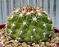 Нажмите на изображение для увеличения.

Название:	Copiapoa_cinerascens_PV1926_MG35_IMG_9886.jpg
Просмотров:	283
Размер:	92.0 Кб
ID:	309368
