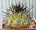 Нажмите на изображение для увеличения.

Название:	Copiapoa_cinerascens_v_grandiflora_Koehres45_IMG_9909.jpg
Просмотров:	279
Размер:	105.0 Кб
ID:	309369