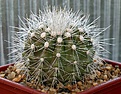 Нажмите на изображение для увеличения.

Название:	Copiapoa_cinerea_v_krainziana_MG35_IMG_9876.jpg
Просмотров:	279
Размер:	109.6 Кб
ID:	309370