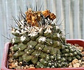 Нажмите на изображение для увеличения.

Название:	Copiapoa_humilis_FR464_Koehres45_IMG_9933.jpg
Просмотров:	276
Размер:	103.0 Кб
ID:	309372