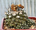 Нажмите на изображение для увеличения.

Название:	Copiapoa_humilis_FR464_Koehres45_IMG_9933.jpg
Просмотров:	242
Размер:	103.0 Кб
ID:	309372