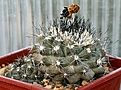 Нажмите на изображение для увеличения.

Название:	Copiapoa_humilis_maritima_KK1709_MG35_IMG_9928.jpg
Просмотров:	251
Размер:	106.0 Кб
ID:	309373