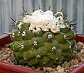 Нажмите на изображение для увеличения.

Название:	Copiapoa_humilis_v_esmeraldana_UN672A_MG35_IMG_9938.jpg
Просмотров:	246
Размер:	79.4 Кб
ID:	309374