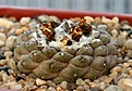 Нажмите на изображение для увеличения.

Название:	Copiapoa_hypogaea_MG35_IMG_9949.jpg
Просмотров:	261
Размер:	81.9 Кб
ID:	309377
