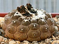 Нажмите на изображение для увеличения.

Название:	Copiapoa_hypogaea_6_IMG_9944.jpg
Просмотров:	271
Размер:	86.0 Кб
ID:	309378