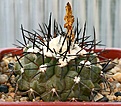 Нажмите на изображение для увеличения.

Название:	Copiapoa_hypogaea_v_montana_FR522_MG35_IMG_9919.jpg
Просмотров:	281
Размер:	98.6 Кб
ID:	309379