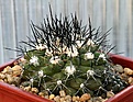 Нажмите на изображение для увеличения.

Название:	Copiapoa_hypogaea_v_montana_45_IMG_9923.jpg
Просмотров:	275
Размер:	99.1 Кб
ID:	309380