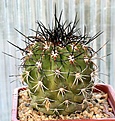 Нажмите на изображение для увеличения.

Название:	Copiapoa_imbricata_KK102_MG35_IMG_9914.jpg
Просмотров:	285
Размер:	106.9 Кб
ID:	309381
