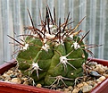 Нажмите на изображение для увеличения.

Название:	Copiapoa_marginata_v_bridgesii_KK1399_MG35_IMG_9899.jpg
Просмотров:	278
Размер:	102.8 Кб
ID:	309382