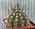 Нажмите на изображение для увеличения.

Название:	Copiapoa_marginata_v_bridgesii_Koehres45_IMG_9893.jpg
Просмотров:	276
Размер:	88.0 Кб
ID:	309383