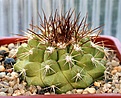 Нажмите на изображение для увеличения.

Название:	Copiapoa_serpentisulcata_Koehres4_IMG_9870.jpg
Просмотров:	249
Размер:	104.8 Кб
ID:	309384