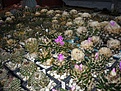 Нажмите на изображение для увеличения.

Название:	P1050870.JPG
Просмотров:	167
Размер:	196.6 Кб
ID:	309556