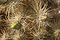 Нажмите на изображение для увеличения.

Название:	003-Cyl-echinocarpha.jpg
Просмотров:	195
Размер:	111.8 Кб
ID:	309606