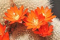 Нажмите на изображение для увеличения.

Название:	albipilosa3.jpg
Просмотров:	160
Размер:	64.2 Кб
ID:	309625