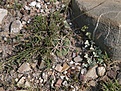 Нажмите на изображение для увеличения.

Название:	E.horizonthaloniusseedling.jpg
Просмотров:	323
Размер:	156.8 Кб
ID:	309647