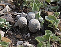 Нажмите на изображение для увеличения.

Название:	M.herrerav.albiflora.jpg
Просмотров:	322
Размер:	155.1 Кб
ID:	309649
