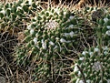 Нажмите на изображение для увеличения.

Название:	M.chinocephala.jpg
Просмотров:	298
Размер:	128.0 Кб
ID:	309674
