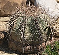 Нажмите на изображение для увеличения.

Название:	E.horizonthalonius.jpg
Просмотров:	139
Размер:	197.4 Кб
ID:	309711