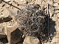 Нажмите на изображение для увеличения.

Название:	A.capricorne.jpg
Просмотров:	140
Размер:	132.7 Кб
ID:	309715