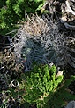 Нажмите на изображение для увеличения.

Название:	A.senilev.aureum.jpg
Просмотров:	164
Размер:	92.3 Кб
ID:	309751