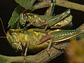 Нажмите на изображение для увеличения.

Название:	fauna.jpg
Просмотров:	143
Размер:	218.1 Кб
ID:	309766
