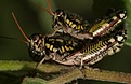 Нажмите на изображение для увеличения.

Название:	fauna.jpg
Просмотров:	147
Размер:	157.5 Кб
ID:	309767
