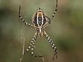 Нажмите на изображение для увеличения.

Название:	fauna.jpg
Просмотров:	157
Размер:	95.4 Кб
ID:	309853